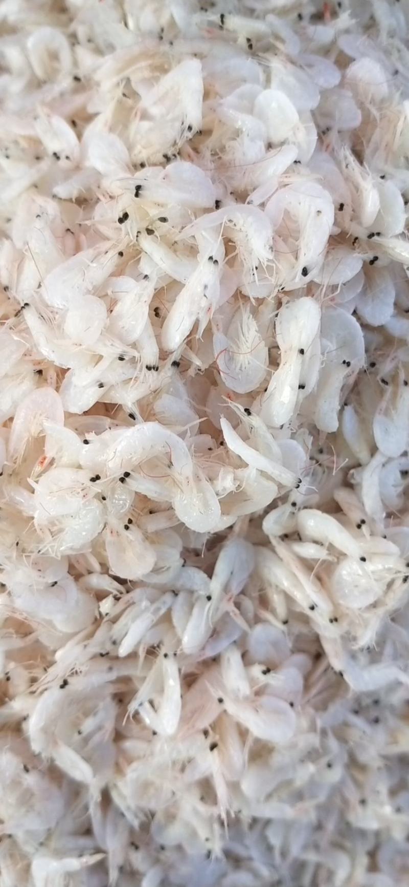 山东沾化渤海湾淡干无盐【虾皮】大量到货