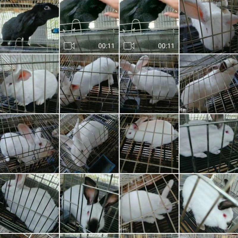改良杂交肉兔新西兰伊拉黑