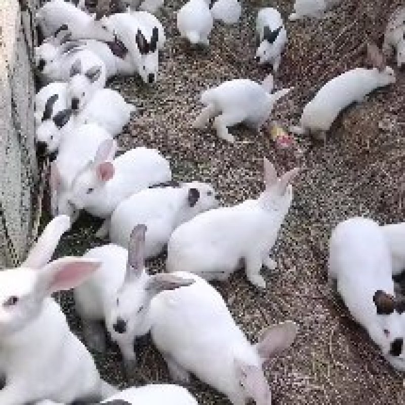 改良杂交肉兔新西兰伊拉黑