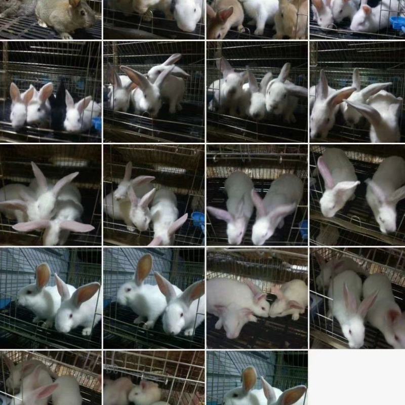 改良杂交肉兔新西兰伊拉黑