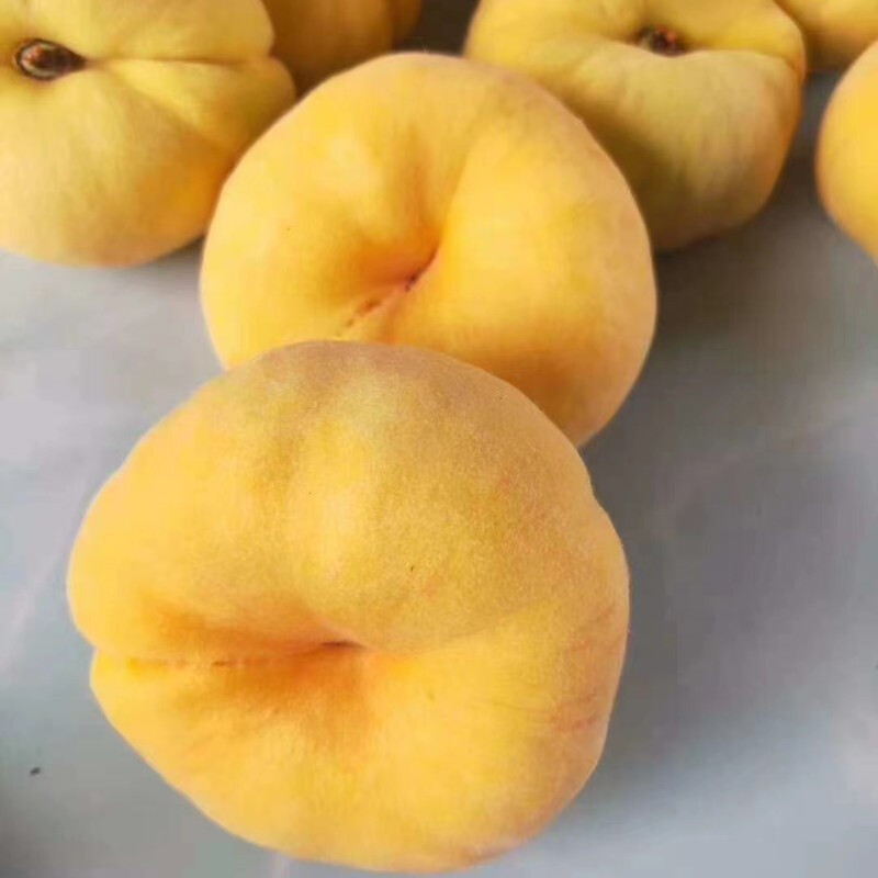 黄金蟠桃苗沂蒙山老区特产晚熟品种