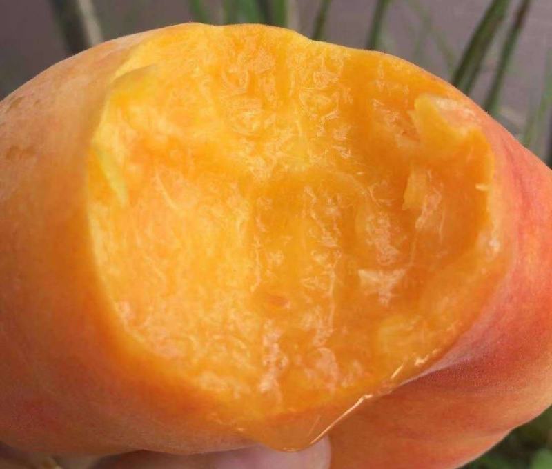 黄金蟠桃苗沂蒙山老区特产晚熟品种