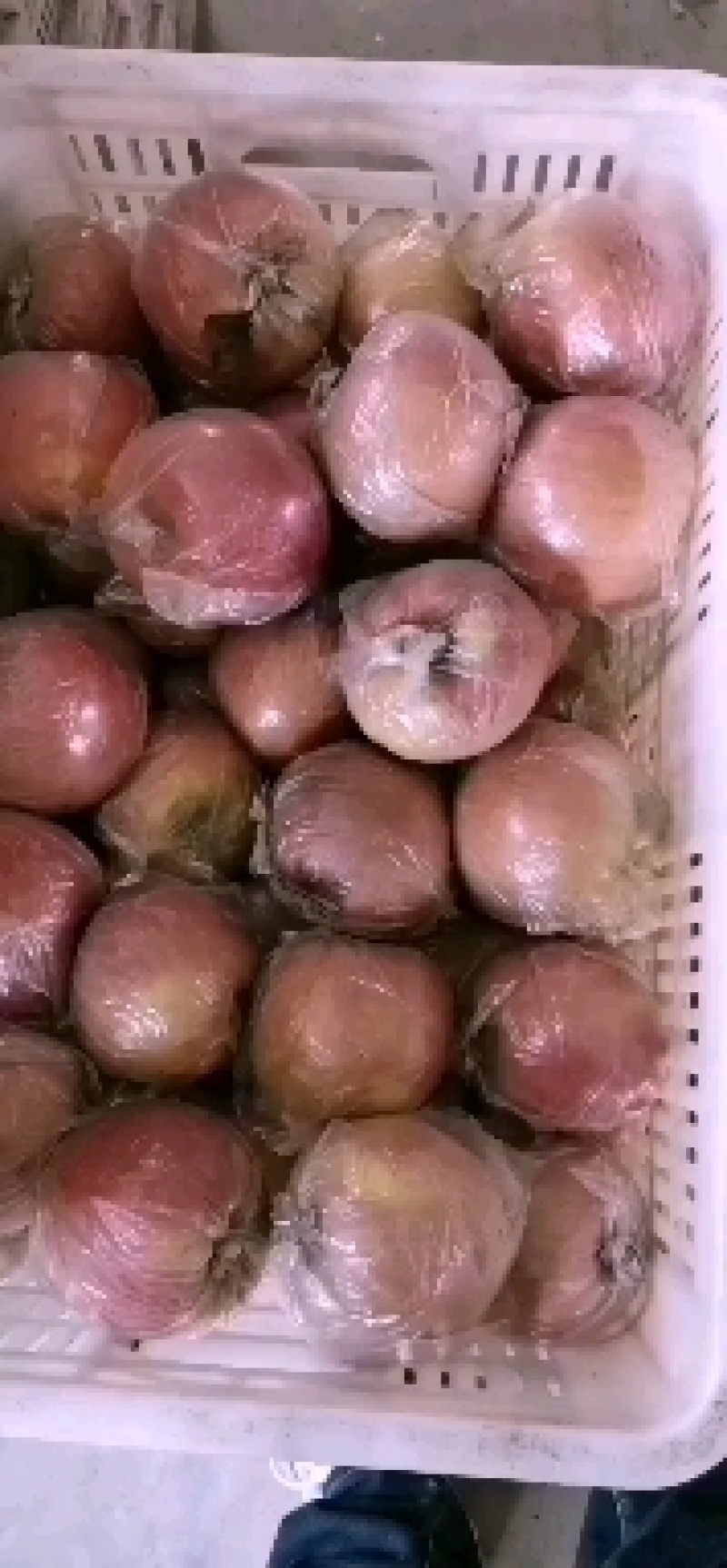 冠县红富士
