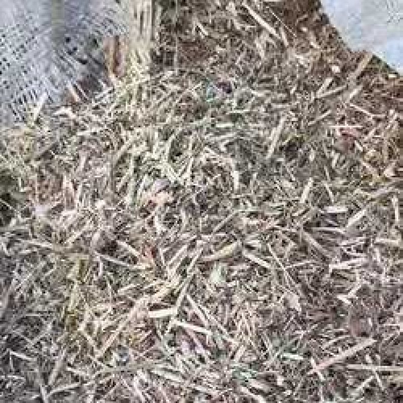 干红薯饲料草