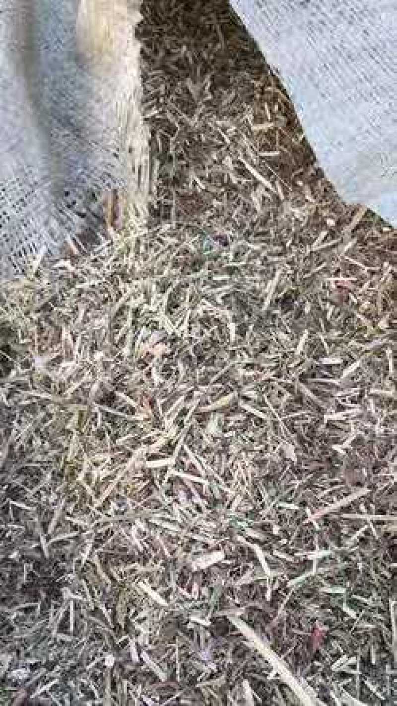 干红薯饲料草