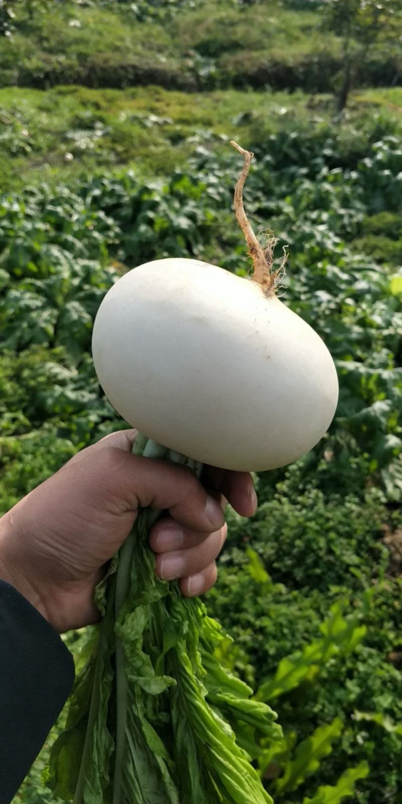 圆根萝卜水晶萝卜