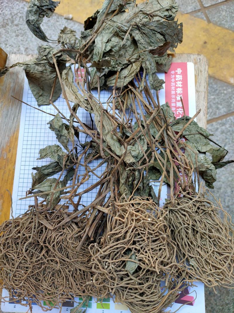 四块瓦野生中药材四大天王四儿风四匹瓦四片瓦四叶黄