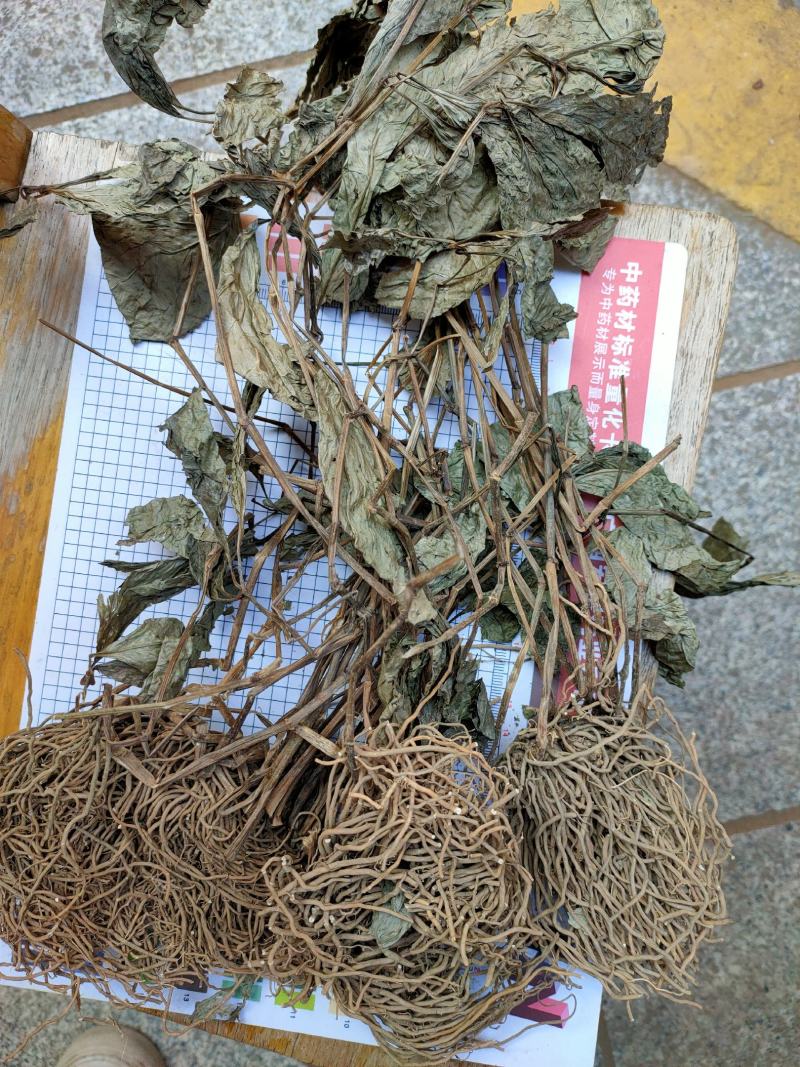 四块瓦野生中药材四大天王四儿风四匹瓦四片瓦四叶黄