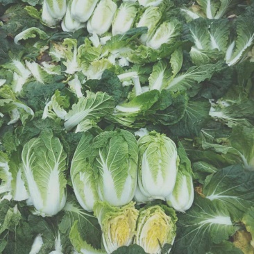 大白菜黄心白菜，供应市场，超市，电商平台，基地直发