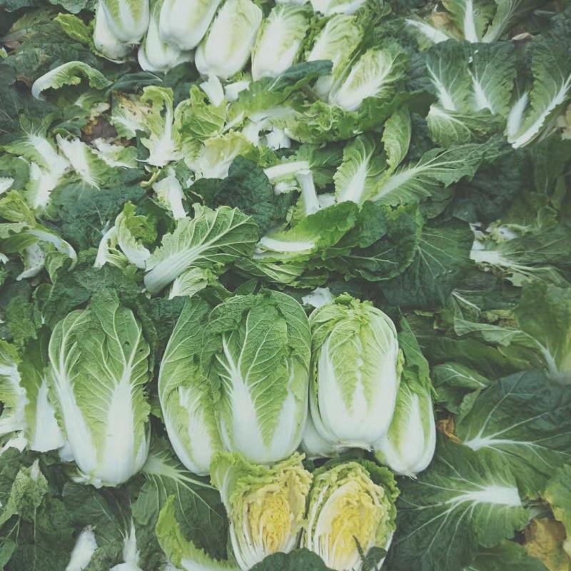 大白菜黄心白菜，供应市场，超市，电商平台，基地直发