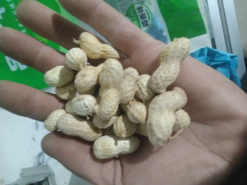 熟花生果