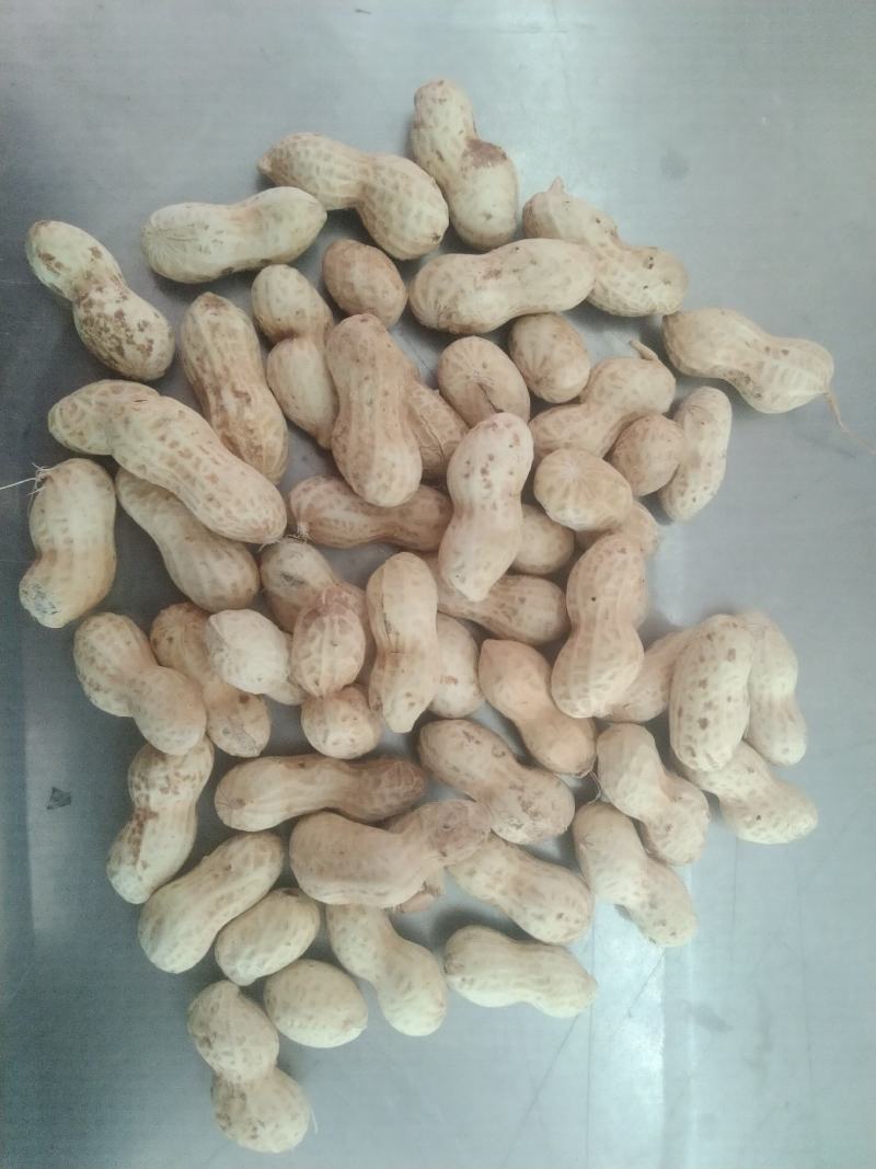 熟花生果
