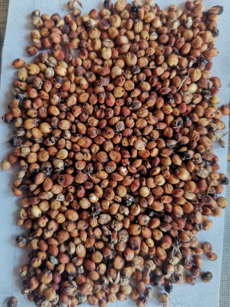 精品小颗粒糯高粱