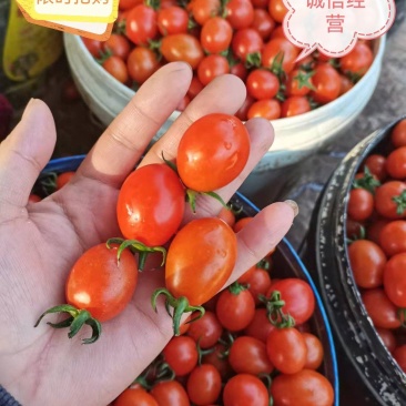 贝贝圣女果，小番茄