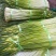 弥渡县蒜薹现采现卖白帽精品云南鲜蔬菜产地批发