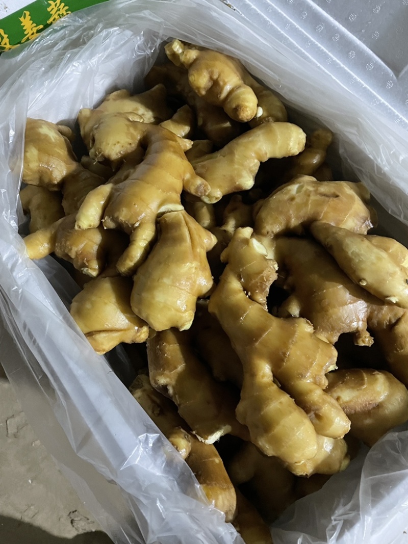 山东老姜大黄姜产地直销现货供应，生姜批发价格低，大姜便宜
