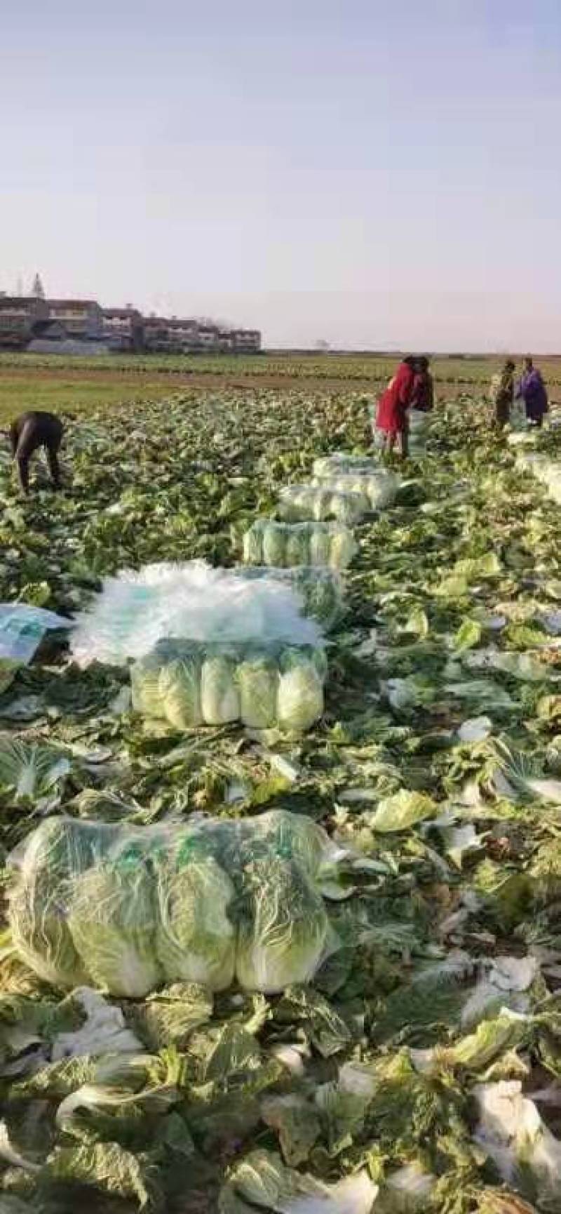大白菜黄心白菜，供应市场，超市，电商平台，基地直发