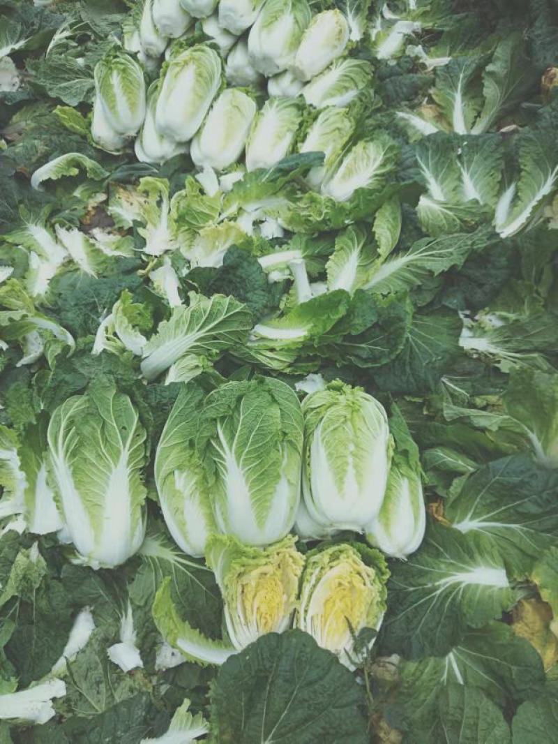 大白菜黄心白菜，供应市场，超市，电商平台，基地直发