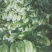 大白菜黄心白菜，供应市场，超市，电商平台，基地直发