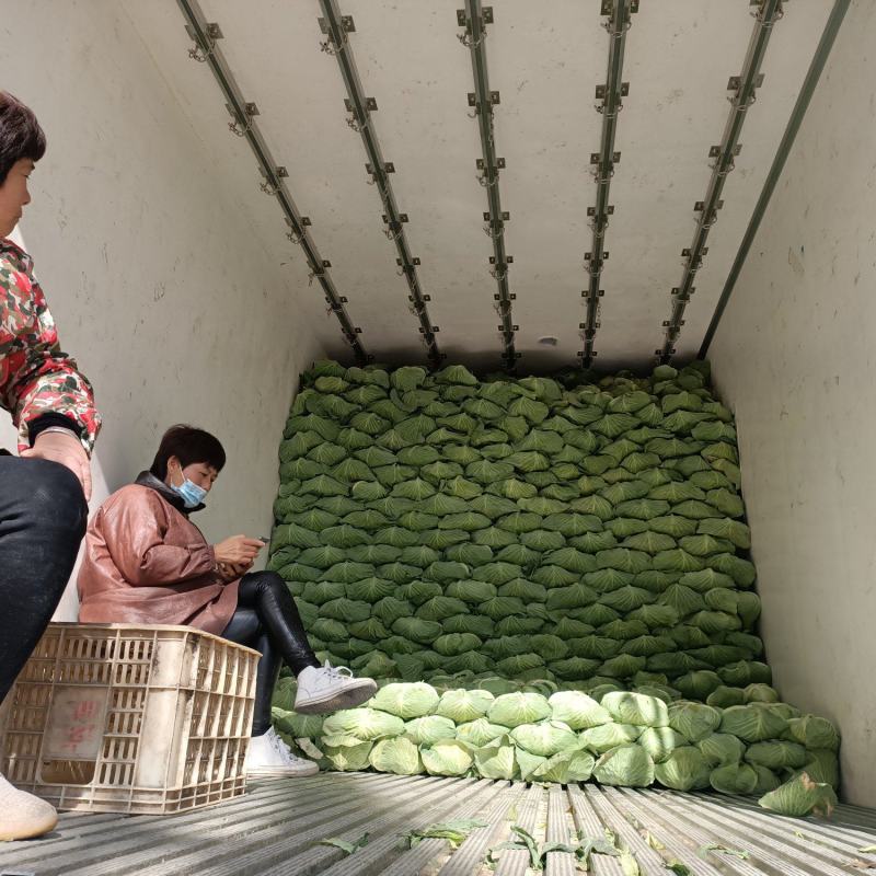 京丰一号，扁包菜。墨玉50。大量上市。货源充足。走车快