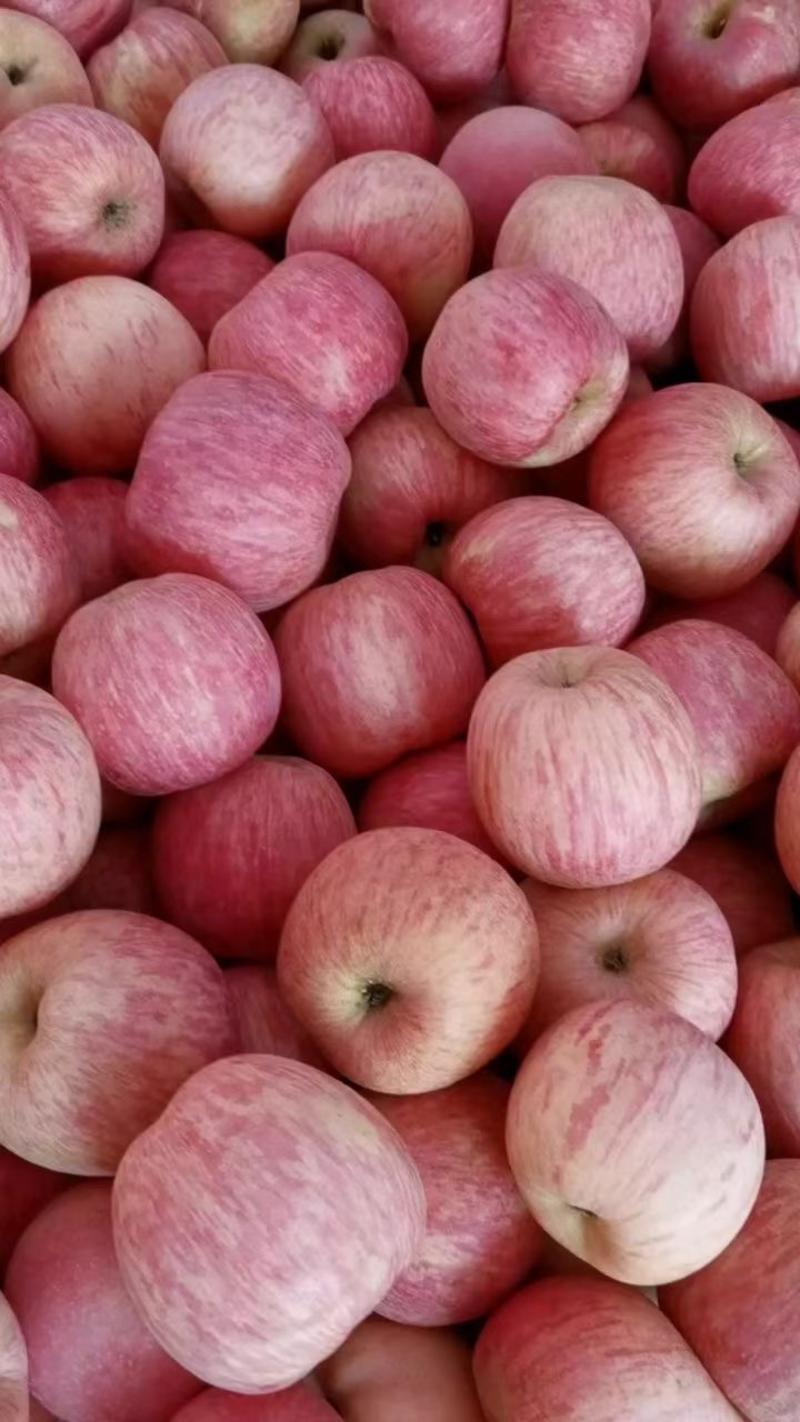 山东红富士苹果产地直销，价格便宜，口感脆甜可口，诚信经营