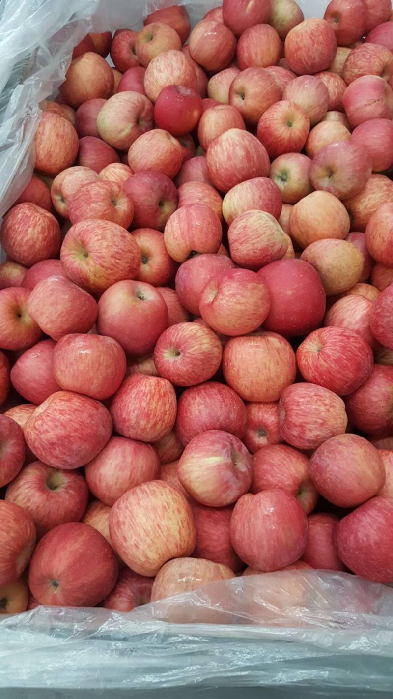山东红富士苹果产地直销，价格便宜，口感脆甜可口，诚信经营