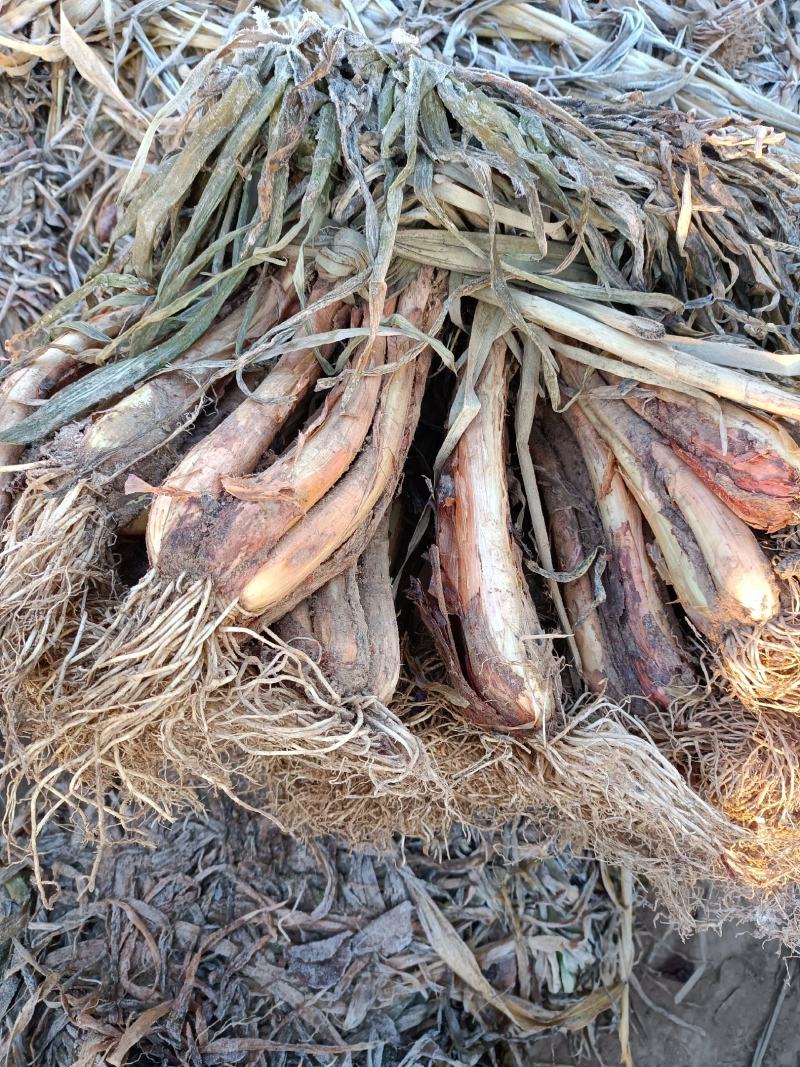陕北榆林红葱
