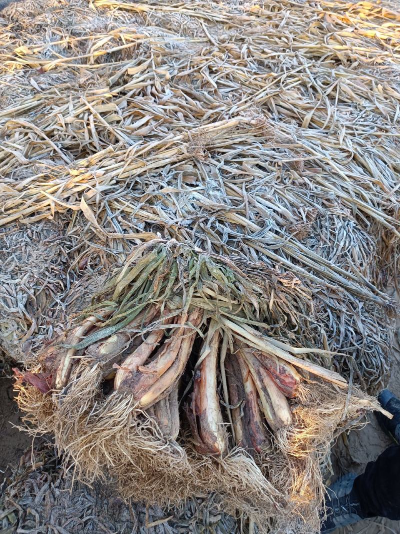 陕北榆林红葱