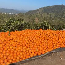 正宗赣南脐橙还在树上的鲜果还有20万斤自家果园