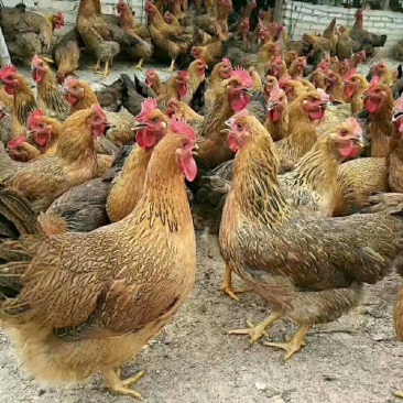 现宰老母鸡肉后山草原放养现订现宰牧场直供两只起拍