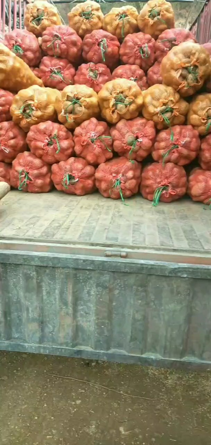 大量出售贵州毕节威宁黄心土豆，威宇5号，三号，威宁七号。