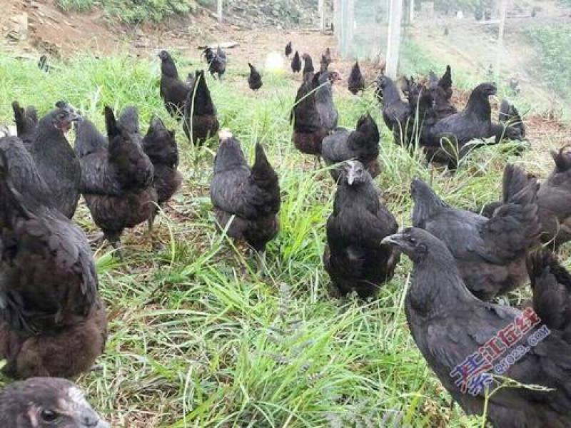 现宰老母鸡肉后山草原放养现订现宰牧场直供两只起拍