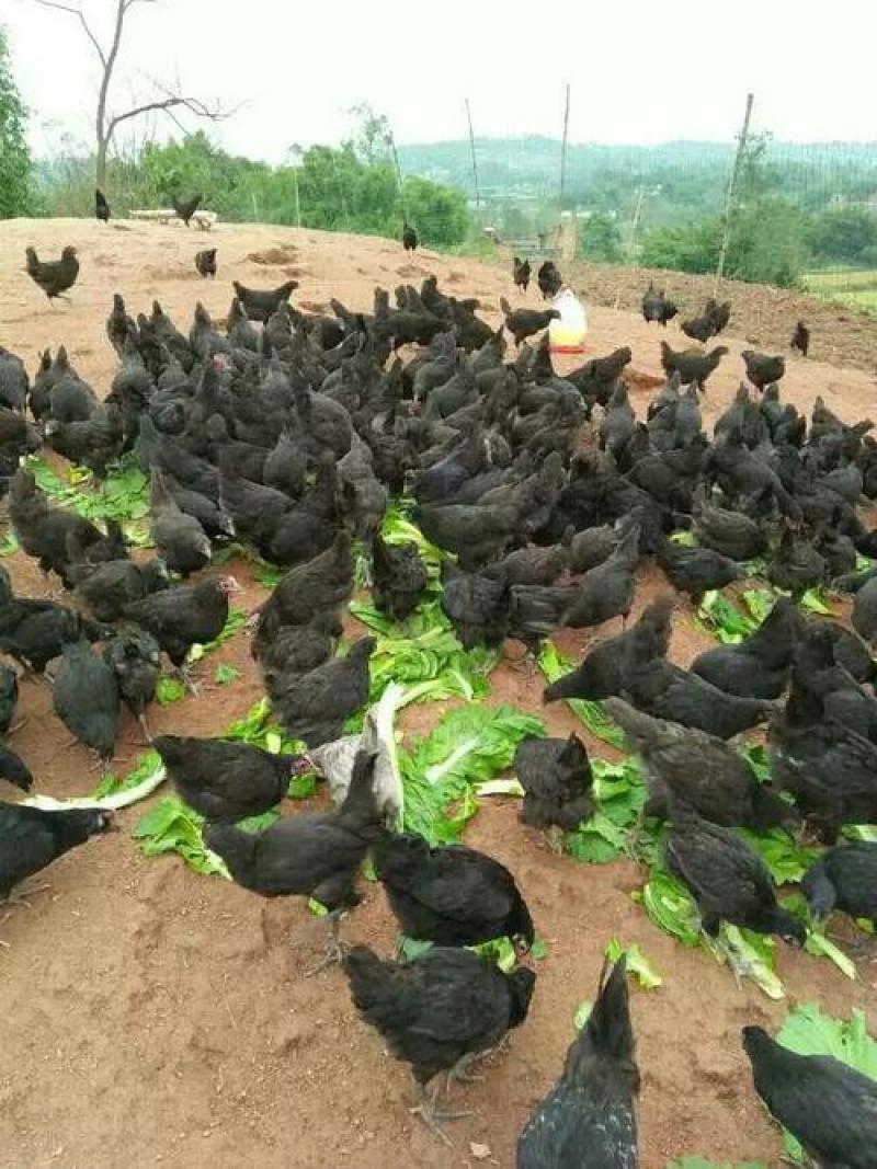 现宰老母鸡肉后山草原放养现订现宰牧场直供两只起拍