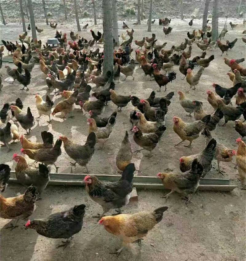 现宰老母鸡肉后山草原放养现订现宰牧场直供两只起拍