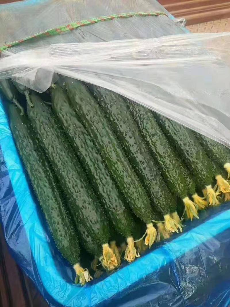 辽宁本地黄瓜，鲜花密刺产地发货，价格合理