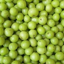 大量出售余甘果，橄榄果，产地直发确保一手货源支持一件