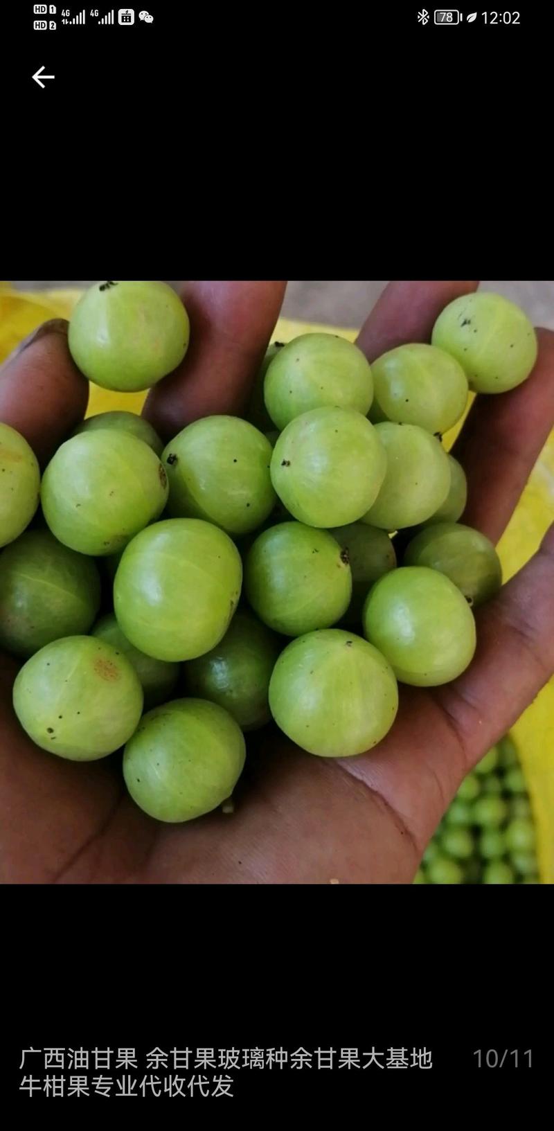 大量出售余甘果，橄榄果，产地直发确保一手货源支持一件代发