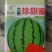 大果珍甜蜜西瓜，一代杂交，大果型果皮绿大红瓤肉质紧密甜脆