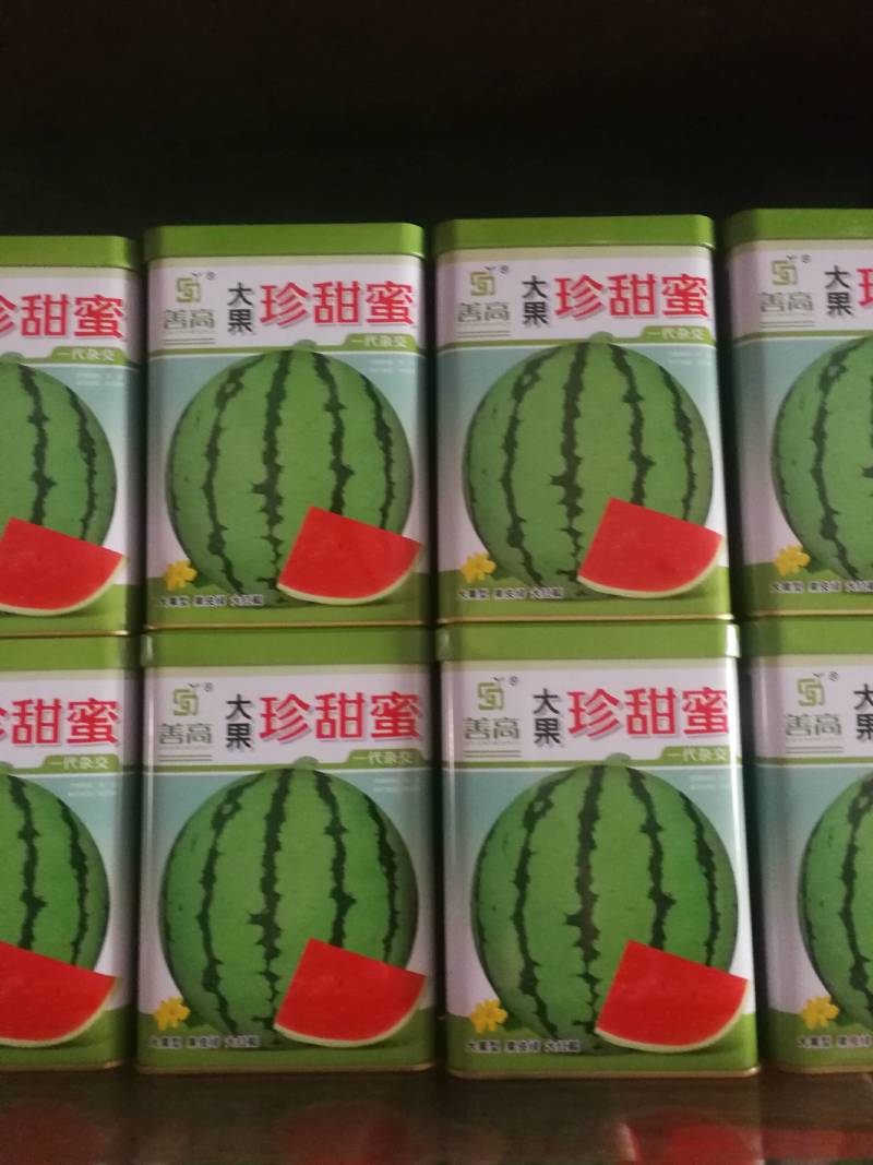 大果珍甜蜜西瓜，一代杂交，大果型果皮绿大红瓤肉质紧密甜脆