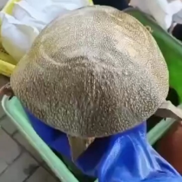 网红麻辣小甲鱼批发，卤甲鱼专用，塘口现抓现发，量大从优