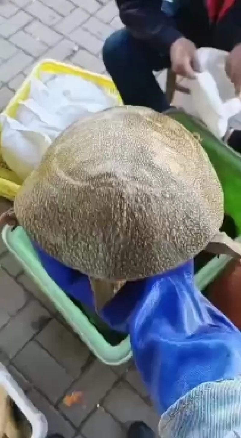 网红麻辣小甲鱼批发，卤甲鱼专用，塘口现抓现发，量大从优