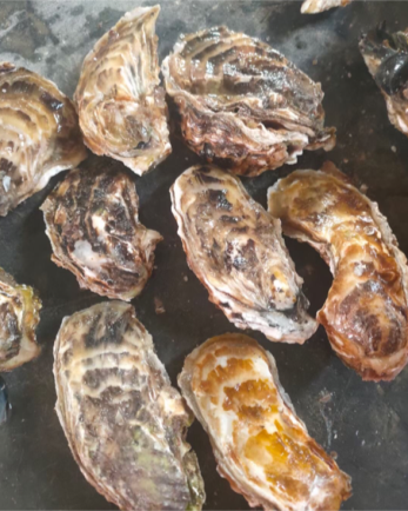 生蚝海蛎子大薄壳花边包肥