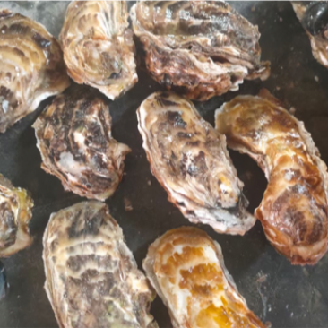 生蚝海蛎子大薄壳花边包肥