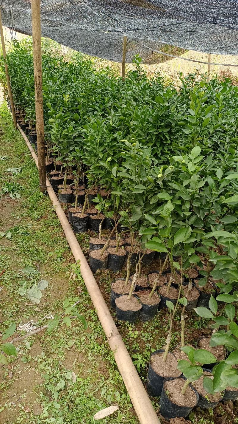 柑桔苗皇帝柑苗皇妃供柑种植第二年可挂果