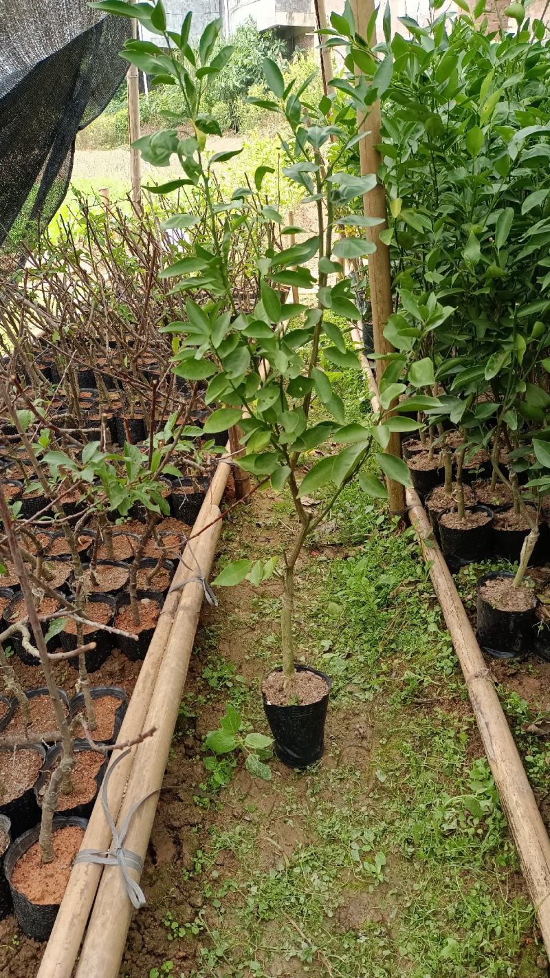 柑桔苗皇帝柑苗皇妃供柑种植第二年可挂果