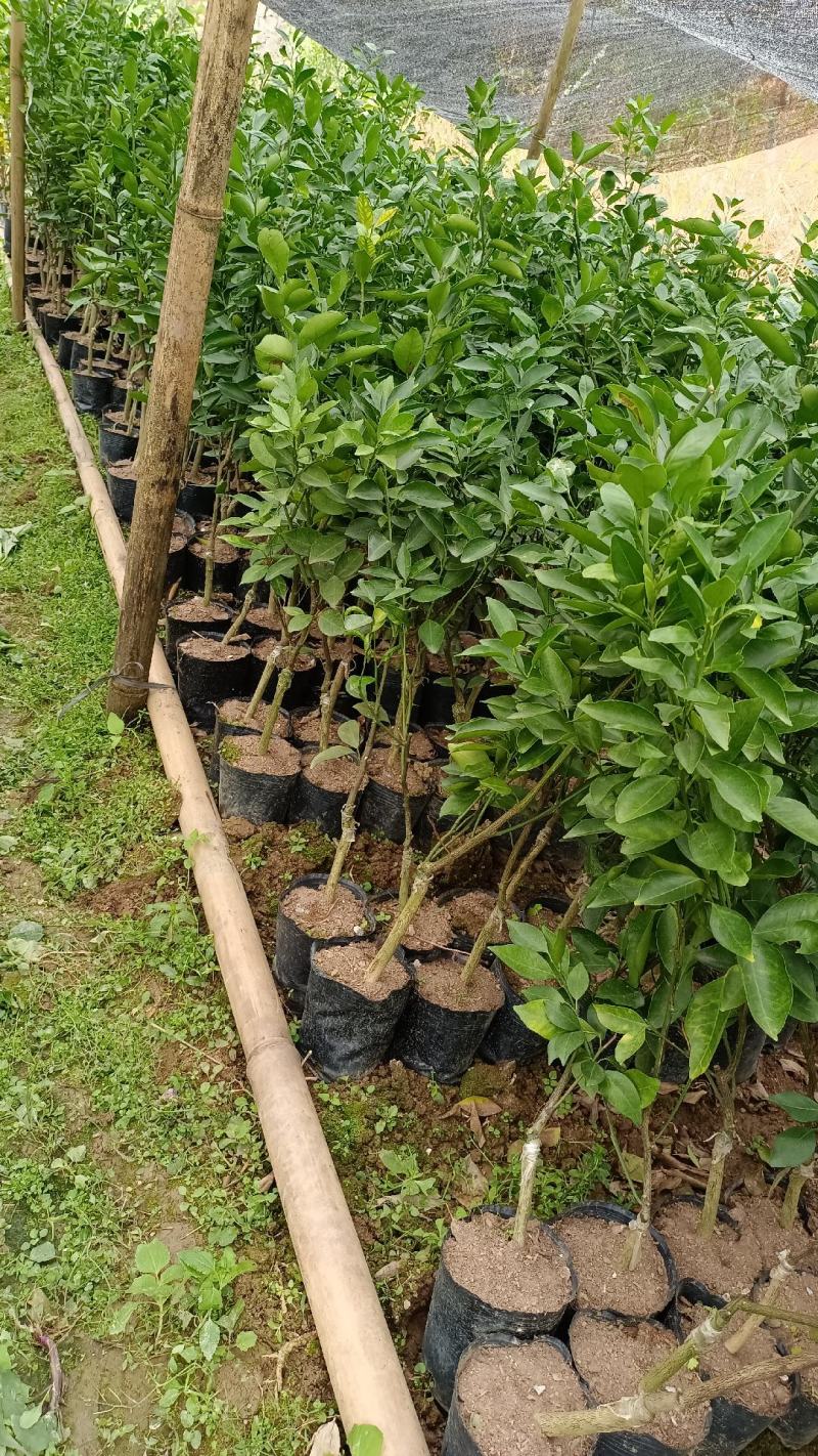 柑桔苗皇帝柑苗皇妃供柑种植第二年可挂果