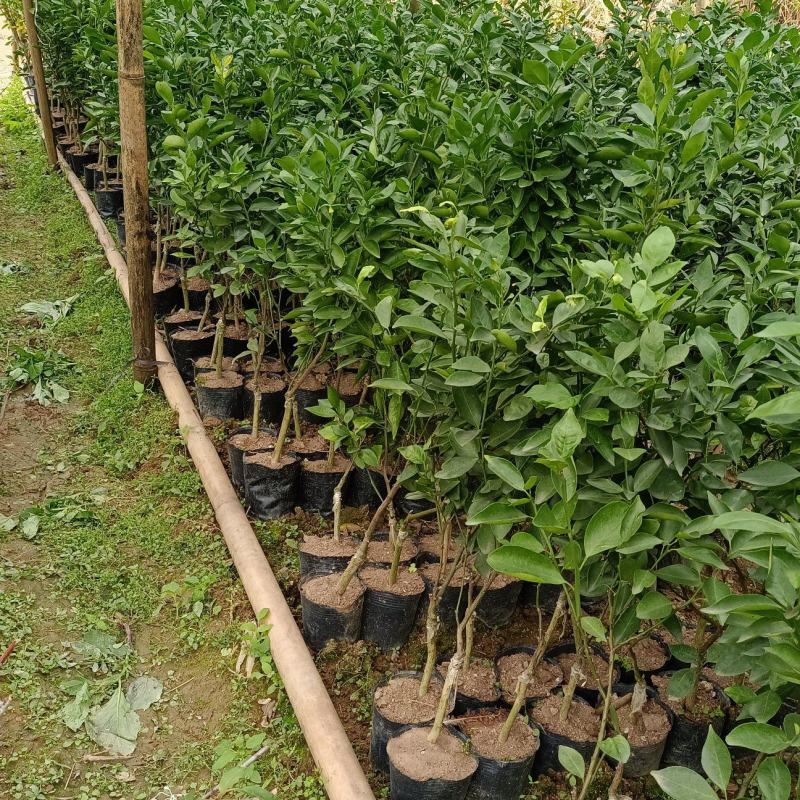柑桔苗皇帝柑苗皇妃供柑种植第二年可挂果