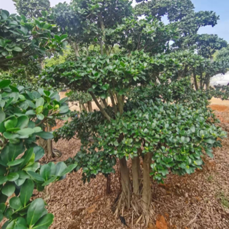 小叶榕高2米价格便宜现货种植基地各种规格造型批发