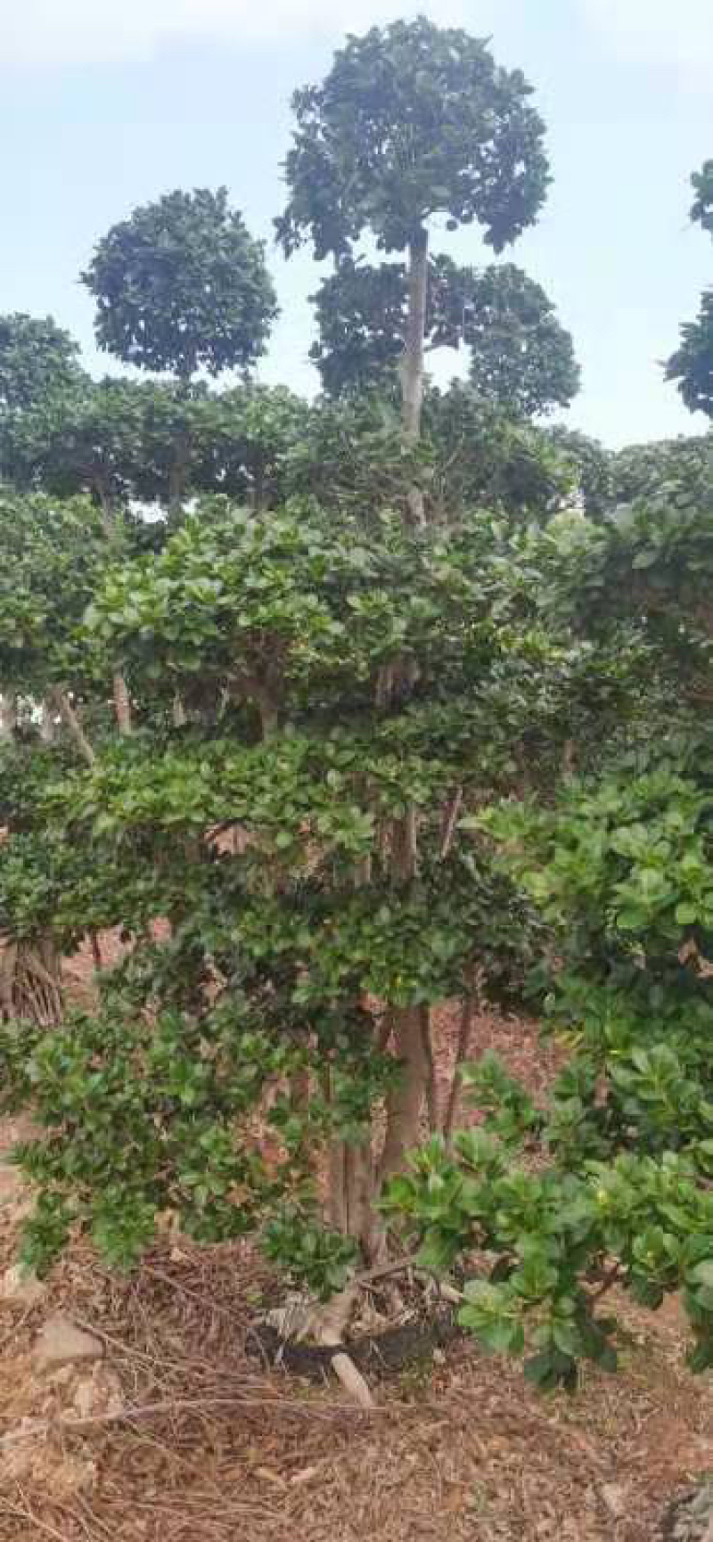 小叶榕高2米价格便宜现货种植基地各种规格造型批发