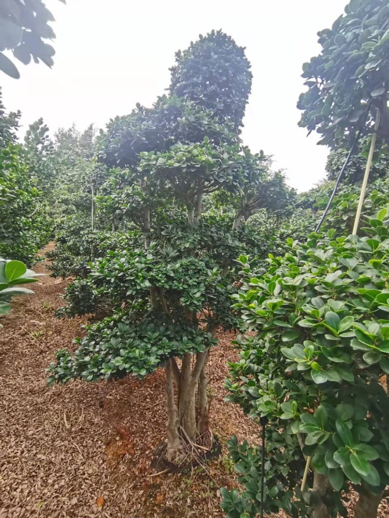 小叶榕高2米价格便宜现货种植基地各种规格造型批发
